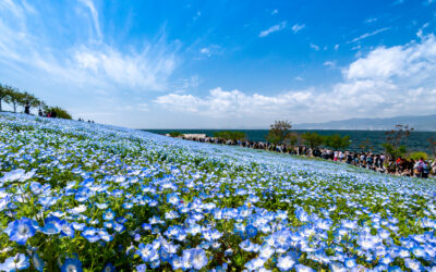 4/26(日) 渡し船からのネモフィラ祭り